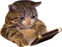 sadCat