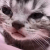 sadge sadge