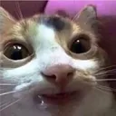 droolingcat