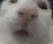 Acat_wubwub