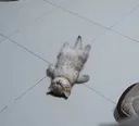 eepy eepy
