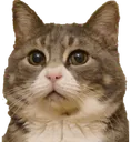 judging