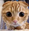 sadcat