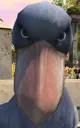 stare