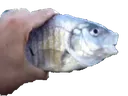 killerfish