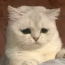 SadCat