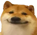 bruhdoge