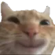 cat_smile
