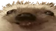 xdd