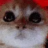 paincat