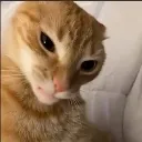 Catosus