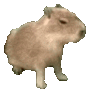 capybara34