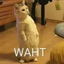 Ca Twaht Discord Emoji