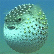 ur_mom_as_a_fish30