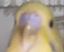 Rifki