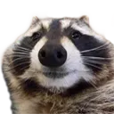 racoon