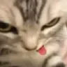 PP4Ycat
