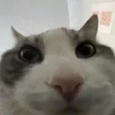 TS_CatStare
