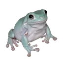 australianbluetreefrog Discord Emoji