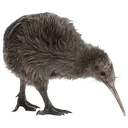 1061068917_kiwibirdpngtransparen