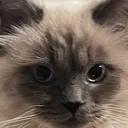 stare