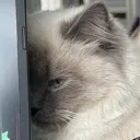 hiding