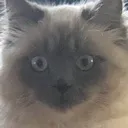 gaze