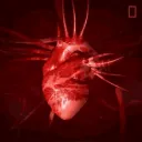 bleedingheart