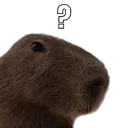 CapybaraHuh CapybaraHuh