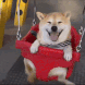 swing