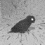 GreyWalkingBirb Discord emoji