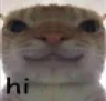 catstare