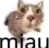 miau