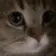 Meow