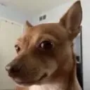 amoongus