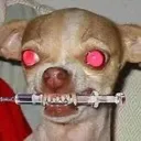 drugdog