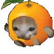 neesh