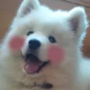 doggobloosh doggobloosh