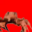 crab_rave