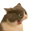 CatScream