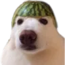 pn_watermelondog