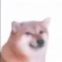 00dog_bright
