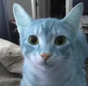 Gumball