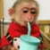 monkeySip
