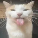 dinner_tongue