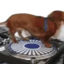 DogLookingSussyAndCuteWhileSpin