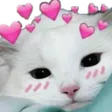 CatCute