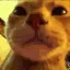 catparty_cpx