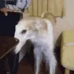 borzoisnoopa