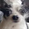 wafflestare